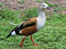 Orinoco Goose (WWT Slimbridge July 2013) - pic by Nigel Key